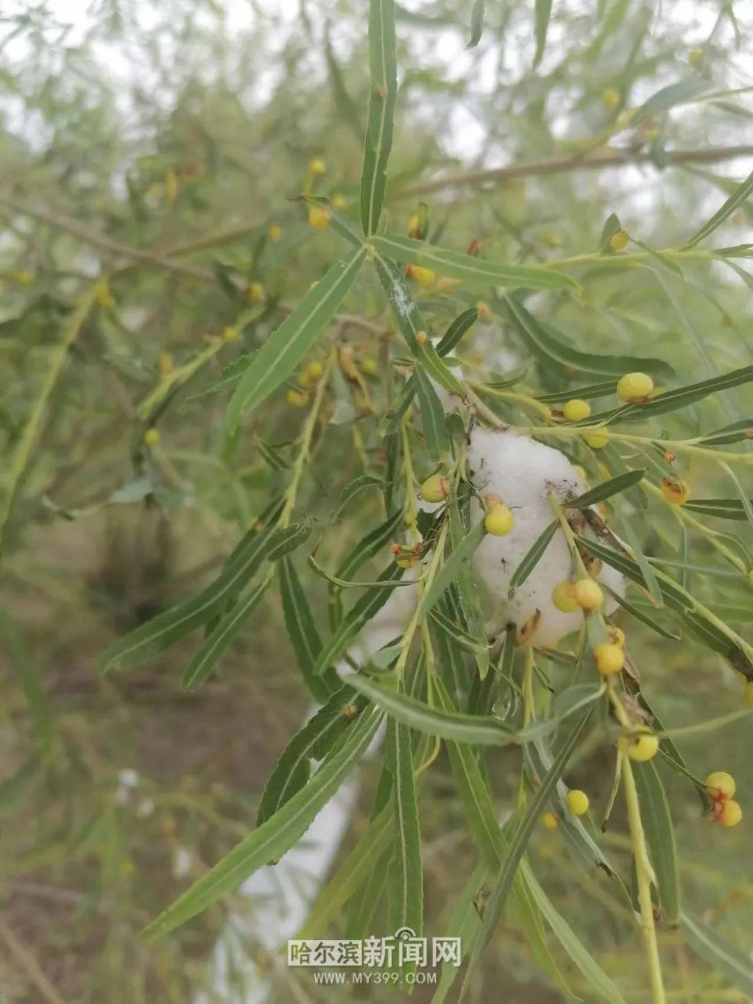 幼虫囊状病最新药物治疗进展研究综述