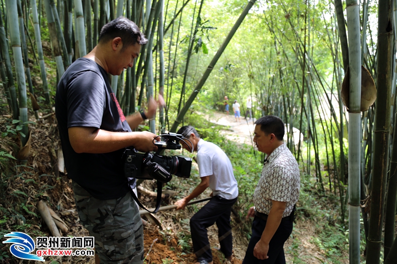 賀州桂嶺鎮(zhèn)新聞快報，最新動態(tài)與資訊匯總