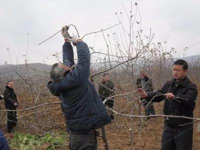 最新蘋果樹修剪視頻教程，提升果園管理效率的技巧掌握